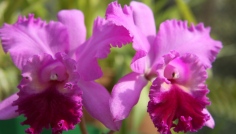 FOTOGALERIE: Svt orchidej